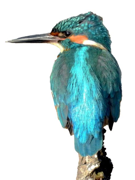 Kingfisher Bird Png Transparent Images