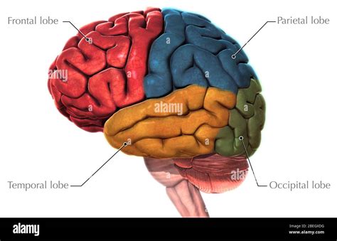 Brain Anatomy Lateral View