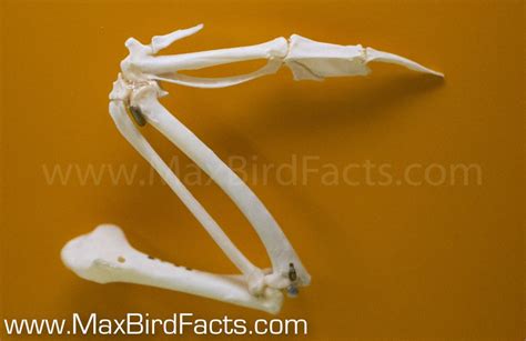 Why Are Bird Bones Hollow – Are Bird Bones Really That Strong? – Welcome to MaxBirdFacts.com!!!