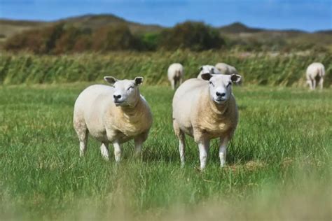 6 Beautiful Breeds Of White Sheep Sheepcaretaker