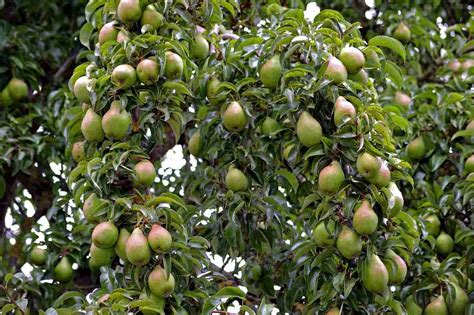 Planting A Pear Tree A Full Guide Gardening Tips