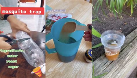 Homemade Mosquito Trap Without Yeast