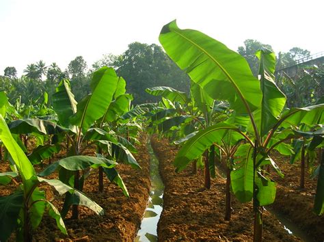 Keralaindia Photos Banana Plantation Our Banana Plantati Flickr