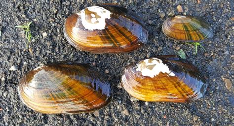 Eastern Elliptio Canaiads Freshwater Mussels Of Canada · Inaturalist