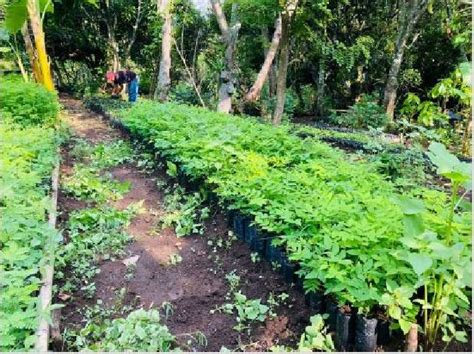 Inauguran vivero y arboretum en el Norte y Caribe nicaragüense Radio