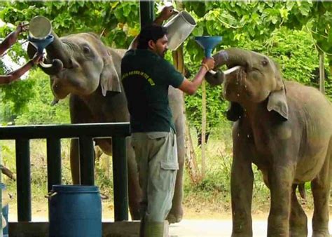 Udawalawe Elephant Transit Home A Heartwarming Sanctuary For Baby