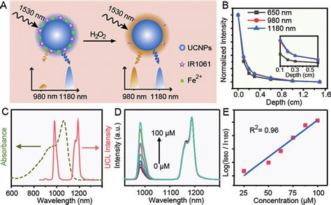 A Illustration Of Ratiometric Fluorescent Sensor For H 2 O 2 B