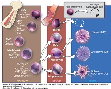 Production Distribution And Activation Of Monocytes And Macrophages