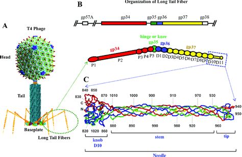 Organization Of The Bacteriophage T Long Tail Fiber A A Structural