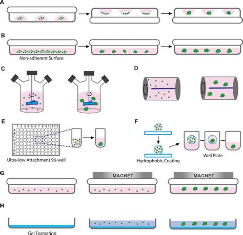 Spheroid Engineering In Microfluidic Devices Acs Omega