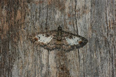 Pome Looper From Kilcunda VIC 3995 Australia On December 31 2022 At