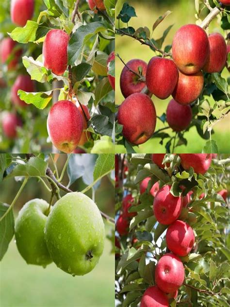 Dwarf Apple Trees Neth Green