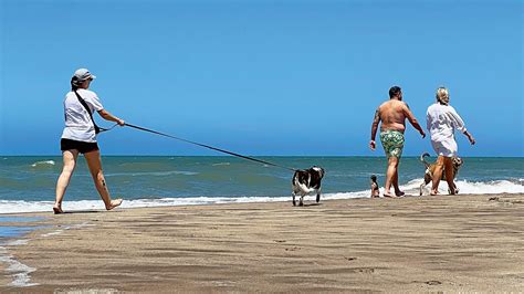 Claves Para Convivir Y Disfrutar En Las Playas Pet Friendly Noticias