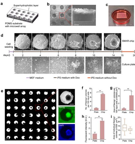 纳米人 Biomaterials：在超疏水微孔阵列芯片中以可预见的方式进行细胞重塑