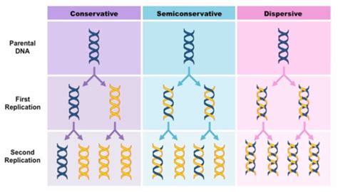 Chapter Dna Replication And Dna Damage And Repair Flashcards