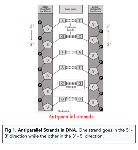 Dna Structure And The Double Helix A Level Biology Study Mind