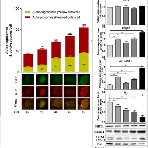 Effects Of Sirt1 Foxo1 And Rab7 On Autophagy In Sgc 7901 Cells Under