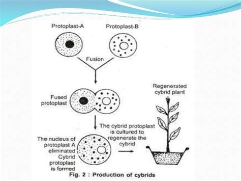 (Somatic hybridization)