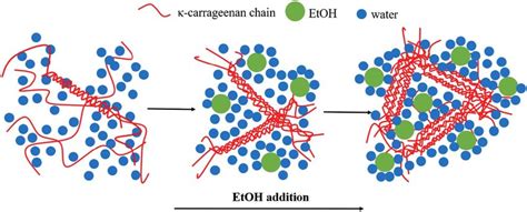 A Schematic Illustration Of The Sol Gel Transition Of Carrageenan