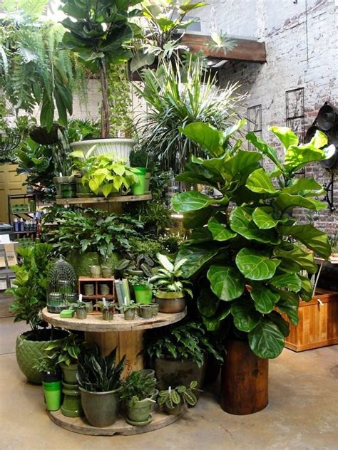 Pin By Carolyn Malin On Garden Shop Indoor Plants House Plants Indoor House Plants Decor