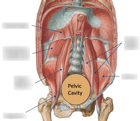 Diagram Of Muscles Of The Posterior Abdominal Wall Quizlet