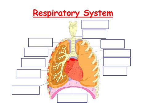 The Respiratory System Diagram Diagram Quizlet