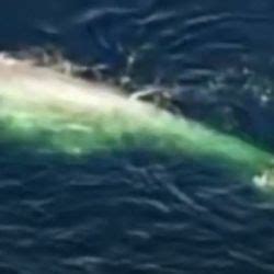 Descubren Una Nueva Especie De Ballena Azul Gracias A Su Original Canto