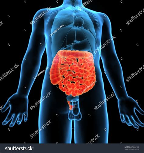 Ilustrasi Stok D Illustration Human Digestive System Anatomy