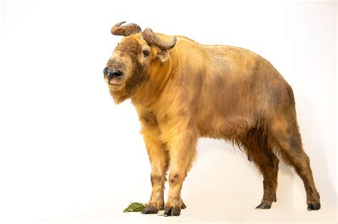 Male Golden Takin Budorcas Bedfordi Joel Sartore