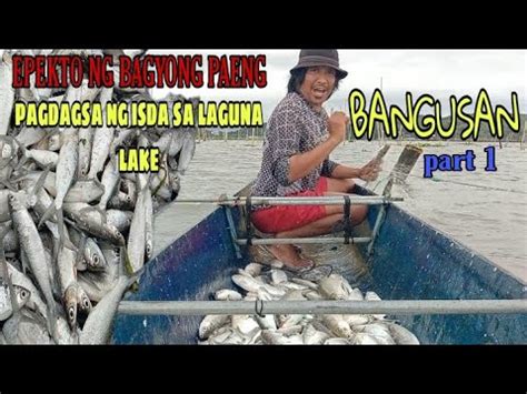 BANGUSAN PART 1 PAG DAGSA NG ISDA S LAGUNA LAKE DAHIL SA BAGYONG