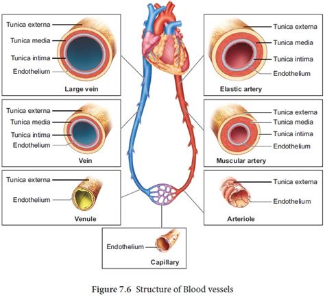 Structure Of Blood Vessels