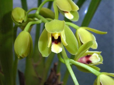 Orqu Dea Cymbidium Como Cuidar Conhe A Os Cuidados Tc