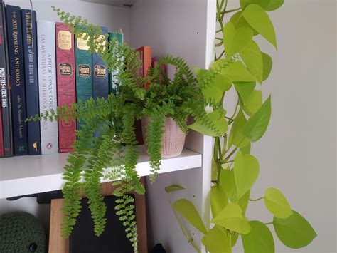 My fern is half dying half thriving? : r/houseplants
