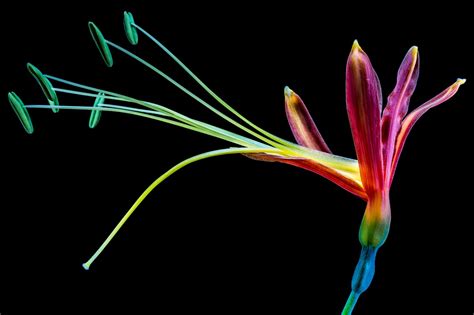 500 Free Bird Of Paradise And Nature Photos Pixabay