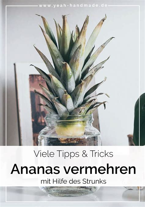 Diy Ananas Vermehren Ber Den Strunk Tipps Tricks Yeah Handmade