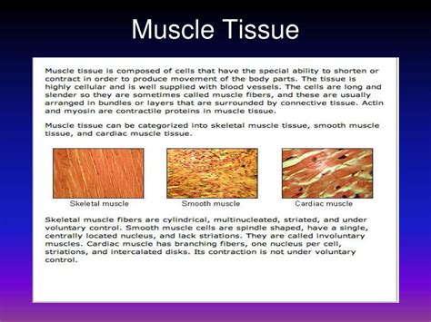 Ppt Tissues Of The Body Powerpoint Presentation Free Download Id 88979