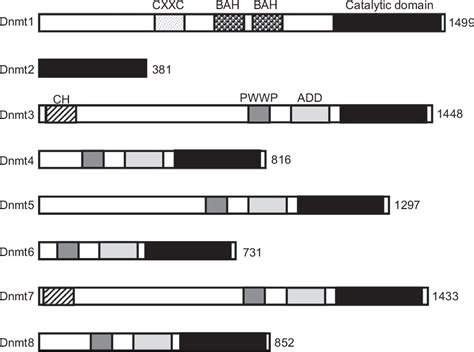 Figure 1 From DNA Methylation In Zebrafish Semantic Scholar