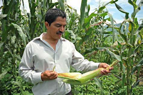 Qué es la reconversión de cultivos Secretaría de Agricultura