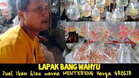 Lapak Grosiran Ikan Hias Termurah Di Pasar Ikan Hias Parung Ikan