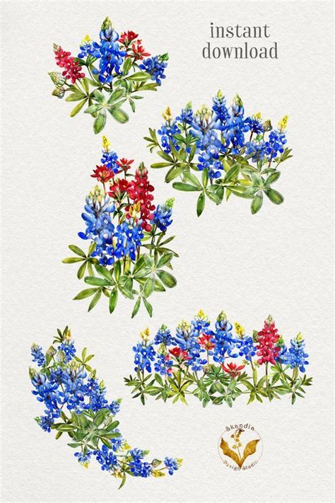 Bluebonnet Clipart Handpainted Clipart Wildflower Clipart Watercolor