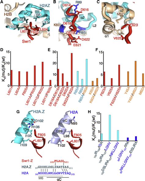 Specific Interactions Between The Swr1 Z Domain And ScH2B H2A Z A C