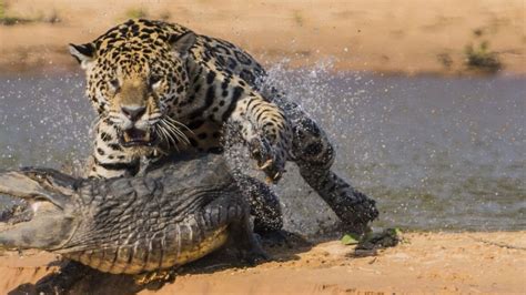 Jaguar ataca a cocodrilo escondido en un río Weekend