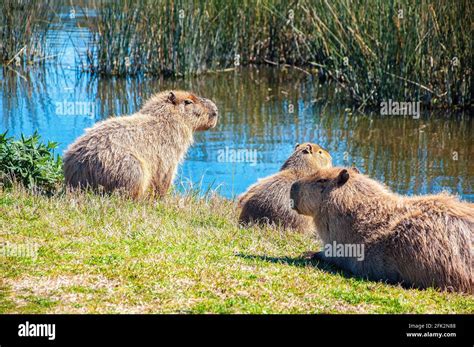 Topo 87 Imagem Habitat Del Capibara Abzlocalmx