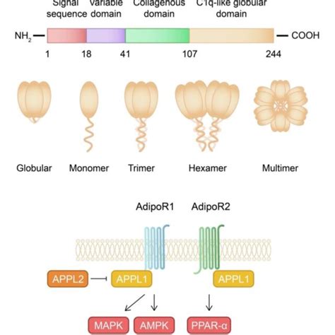 Schematic Representation Of The Adiponectin Isoforms And Signaling