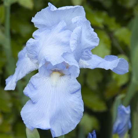 Iris Germanica Jane Phillips Trädgårdsiris