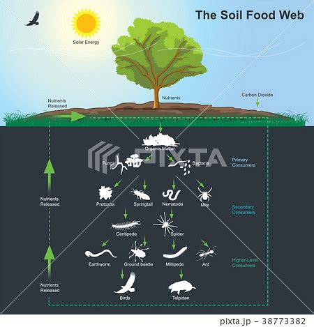 The Soil Food Web Diagram Illustration Pixta