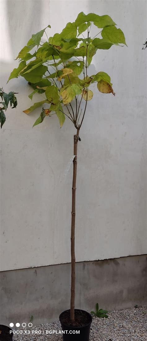 Catalpa Bignonioides Nana Кълбовидна каталпа на присадка - Разсадник ...