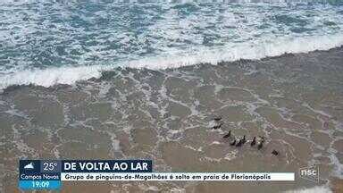 NSC Notícias SC Pinguins resgatados são soltos em praia de