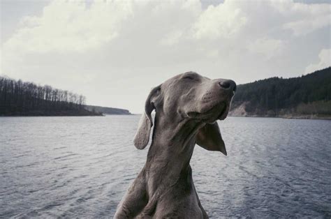 Elle Trouve Un Chien Abandonn Sur Sa Pelouse Avec Une Note D Chirante