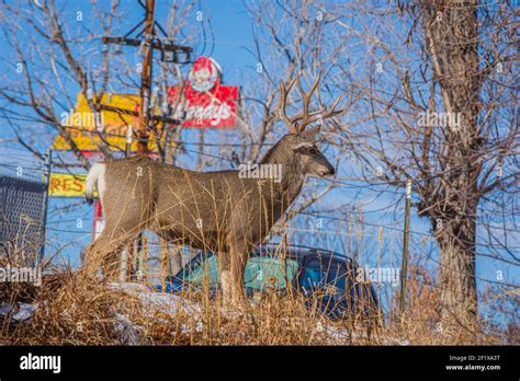 Large Mule Deer Buck Odocoileus Hemionus Stands On The Outskirts Of